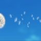 flying dandelion seeds on blue sky