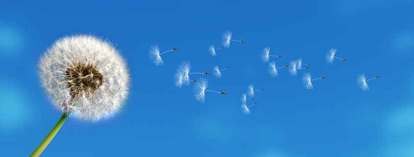 flying dandelion seeds on blue sky